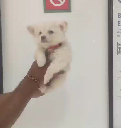 Order Female  Pomeranian Puppy from Chennai